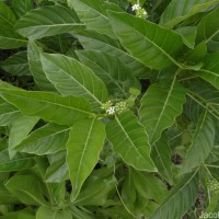 Morinda citrifolia L.